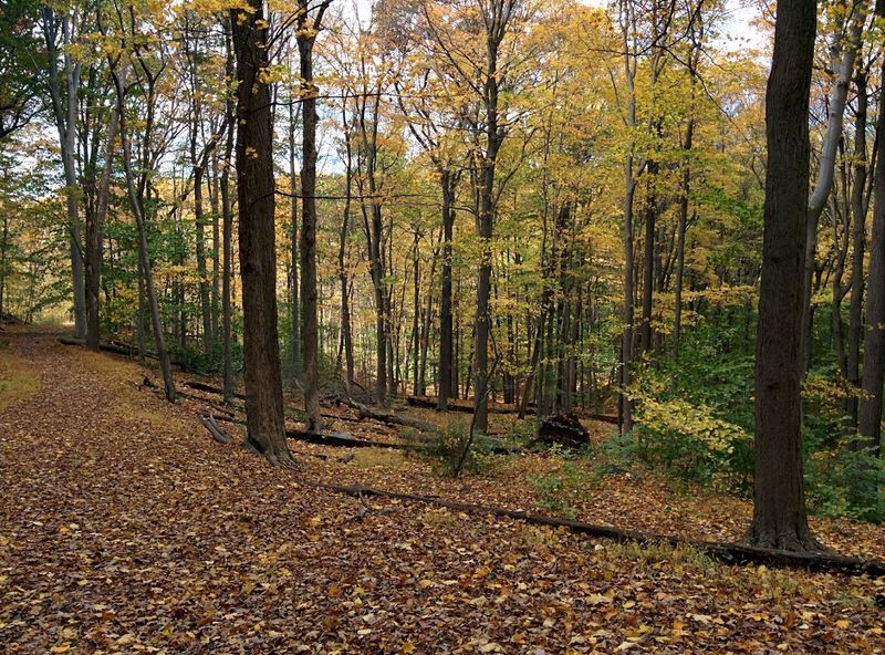 Where Exactly This Forest Preserve Sits