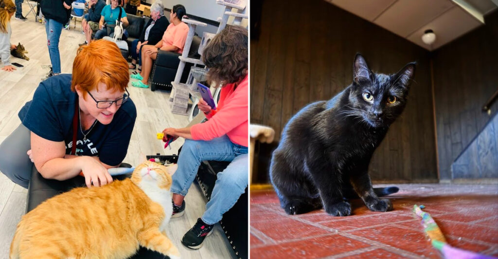 This Michigan Cat Café Lets You Sip Coffee While 20 Rescue Cats Roam Free Around You