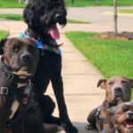 This Michigan Dog Daycare Offers Training, Boarding, and Grooming – and Owners Say Their Dogs Come Home Changed