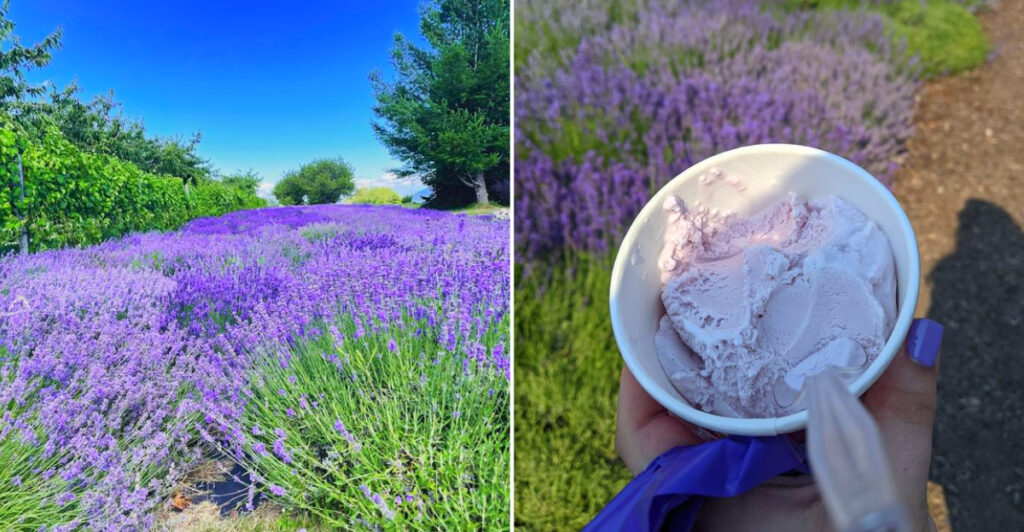 This Michigan Lavender Farm Serves Lavender Ice Cream with Stunning Peninsula Views