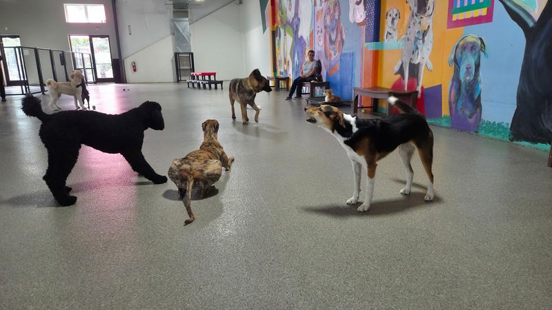 Michigan's First Indoor Off-Leash Dog Park