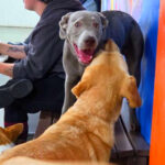 This Michigan Spot Lets You Eat Wings and Drink Beer While Your Dog Runs Free Indoors