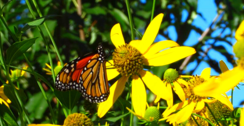 This Native Plant Garden Highlights Michigan’s natural beauty in a quiet suburban setting