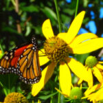 This Native Plant Garden Highlights Michigan’s natural beauty in a quiet suburban setting