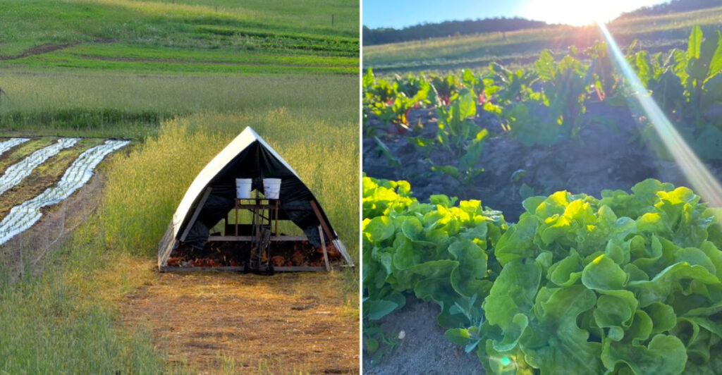 This Northern Michigan Farm Delivers Weekly Organic Veggie Boxes, Fresh Eggs, and a Slower Way of Eating