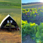 This Northern Michigan Farm Delivers Weekly Organic Veggie Boxes, Fresh Eggs, and a Slower Way of Eating