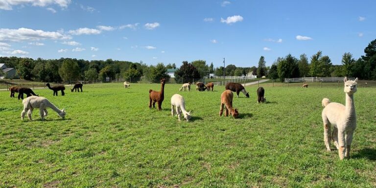 This Northern Michigan Farm Has Friendly Alpacas, $5 Tours, and a ...
