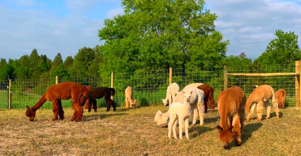 This Northern Michigan Farm Has Friendly Alpacas, $5 Tours, and a Boutique Full of Luxury Goods