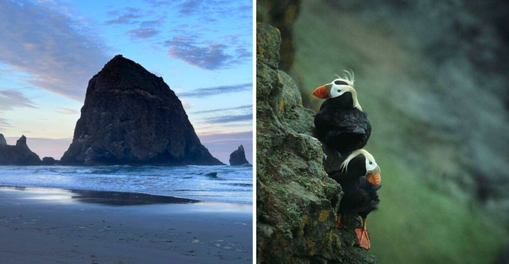 This Oregon Destination Offers a Rare Chance to See Tufted Puffins Up Close