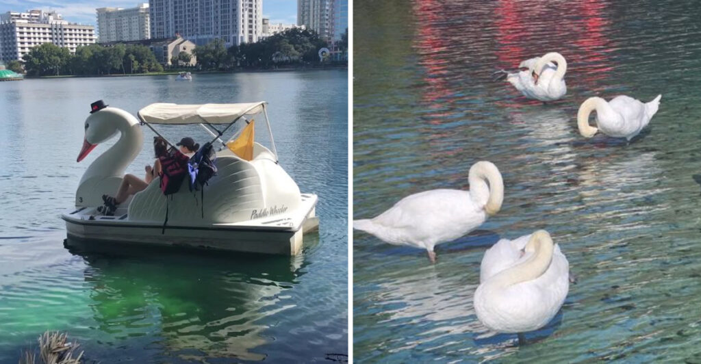 This Orlando Park Lets You Paddle Swan Boats Right in the Heart of the City