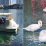 This Orlando Park Lets You Paddle Swan Boats Right in the Heart of the City