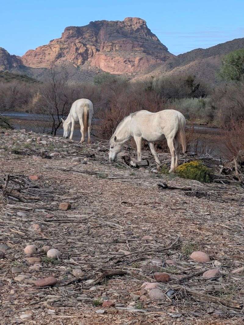 Where the Wild Horses Actually Live