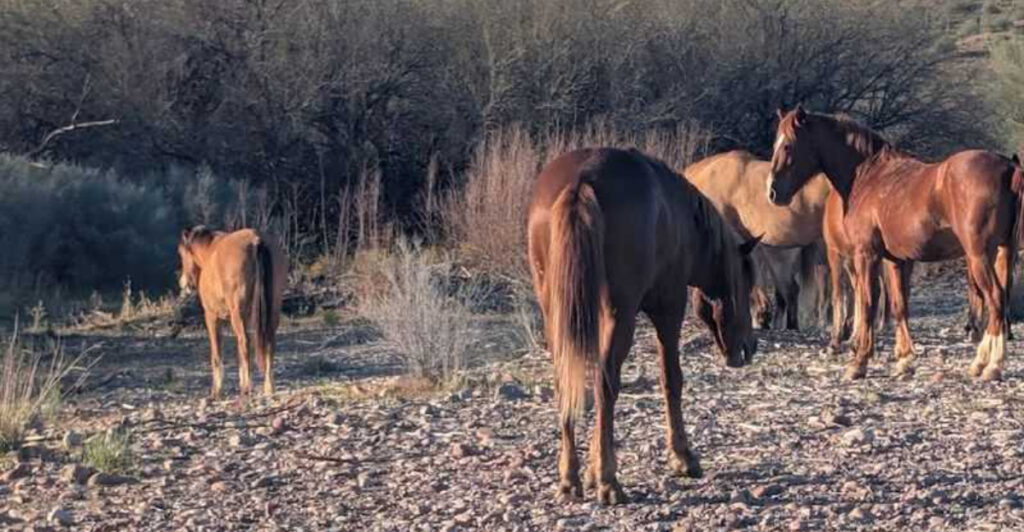 This Quiet Arizona Haven Lets You See Beautiful Horses for Free