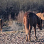 This Quiet Arizona Haven Lets You See Beautiful Horses for Free