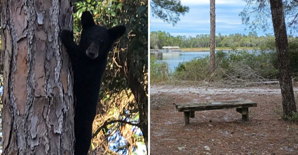 This Quiet Eustis Trailhead Leads to One of Florida’s Most Scenic Hikes Through Pine Forests and Wetlands