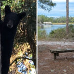 This Quiet Eustis Trailhead Leads to One of Florida’s Most Scenic Hikes Through Pine Forests and Wetlands