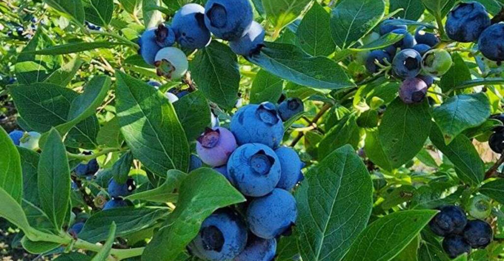 This Quiet New Jersey Farm Turns a Simple Blueberry Trip Into a Seasonal Tradition