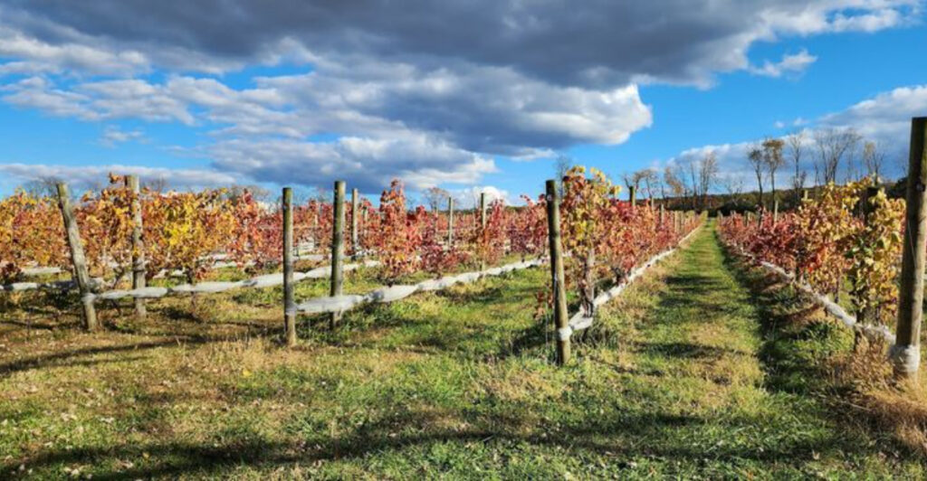 This Quiet Ringoes Vineyard Offers More Than Just Great Wine