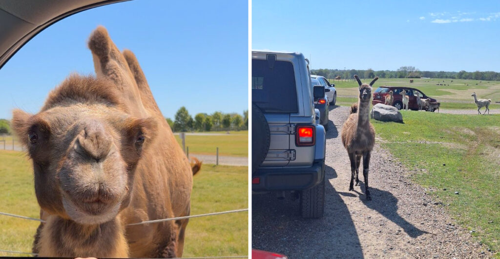 This Safari Park in Tennessee Lets You Get Up Close With Incredible Animals