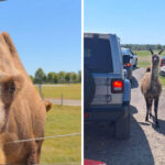 This Safari Park in Tennessee Lets You Get Up Close With Incredible Animals