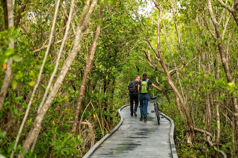 The Address Behind The Mangrove Curtain