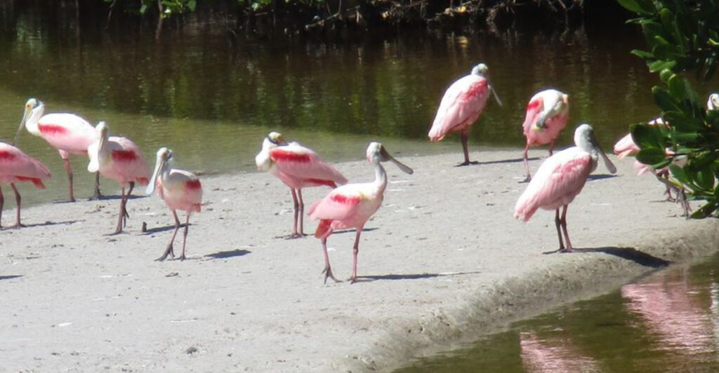 This Sanibel Wildlife Escape Feels Like a Drive-Through Safari by the Sea