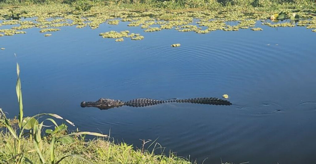 This Scenic Florida Wildlife Drive Lets You Spot Alligators and Rare Birds Just Minutes from Orlando