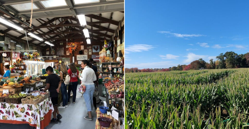 This Scenic New Jersey Farm Has 10-Acre Corn Maze, Local Goods, and Lets You Pick You Own Fruit