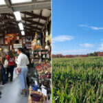 This Scenic New Jersey Farm Has 10-Acre Corn Maze, Local Goods, and Lets You Pick You Own Fruit