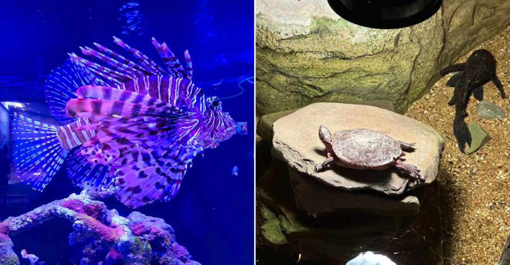 This Small Aquarium in Point Pleasant Beach Somehow Becomes the Highlight of the Day