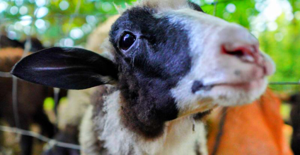 This Small Michigan Farm Feels Personal – With Animal Feeding, Fresh Eggs, and Homemade Bread