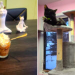 This Small-Town Michigan Cat Café Has 30 Friendly Cats – and You Can Stay All Day With a Drink