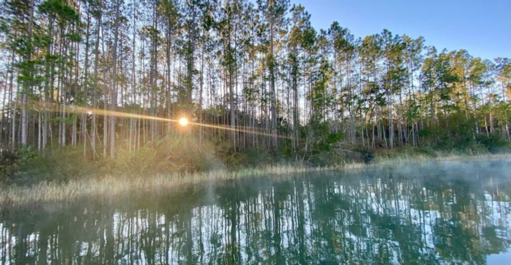 This Sorrento Trailhead Leads to a Hidden Bear Pond and Some of the Most Peaceful Forest Hikes in Florida