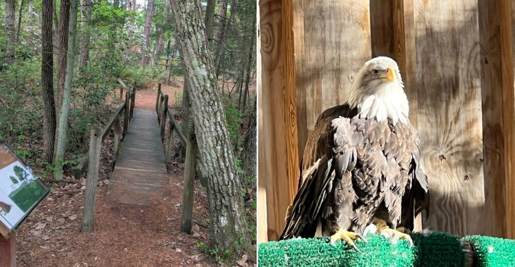 This South Jersey Spot Has Scenic Trails, A Peaceful Lake, And A Hidden Wildlife Rescue Story