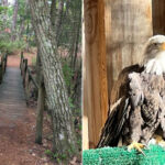 This South Jersey Spot Has Scenic Trails, A Peaceful Lake, And A Hidden Wildlife Rescue Story
