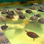 This St. Cloud Attraction Is Home to Hundreds of Venomous Snakes and Live Milking Demonstrations