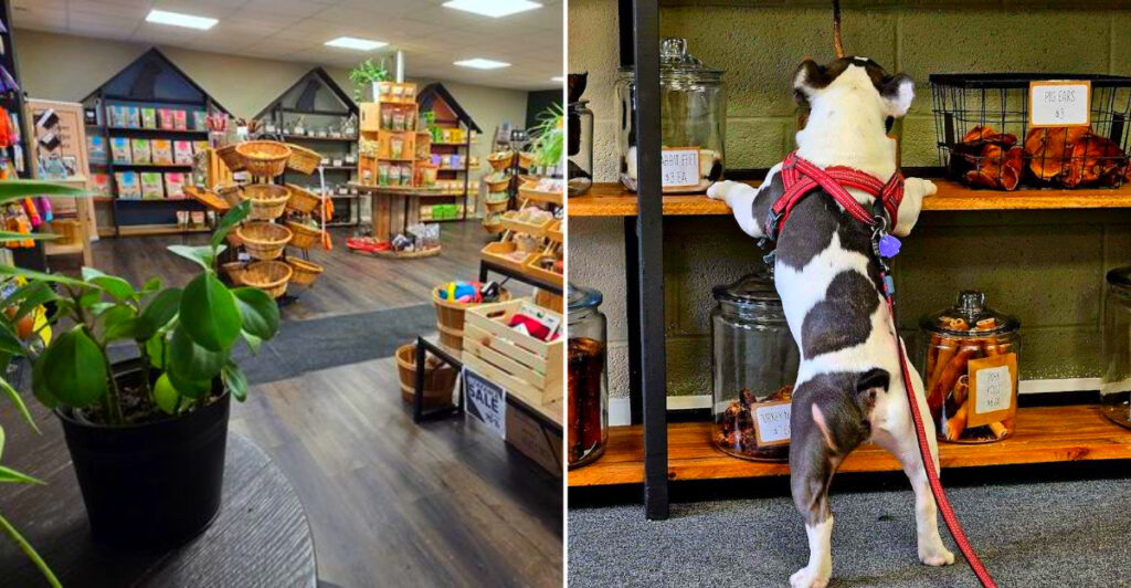 This Tiny Michigan Shop Makes Birthday Cakes for Dogs – and Offers Private Shopping for Reactive Pups