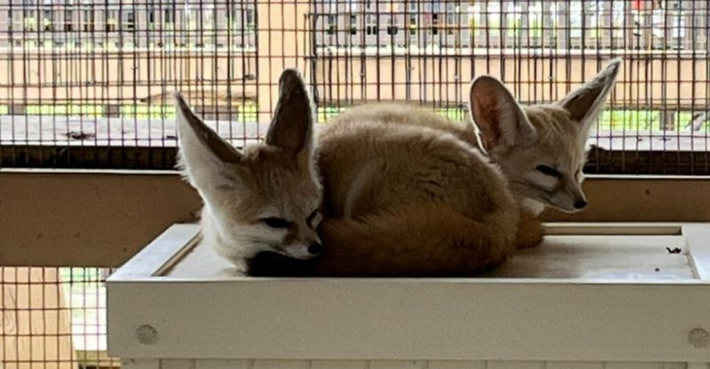 This Unique Farm Near Miami Lets You Meet Fennec Foxes and Try Goat Yoga Just 50 Minutes Away