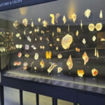 This Unique Sanibel Island Museum Offers Guided Shelling Walks with Real Marine Biologists