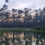 This Vast Florida Forest Offers Wild Trails, Hidden Lakes, and Total Peace
