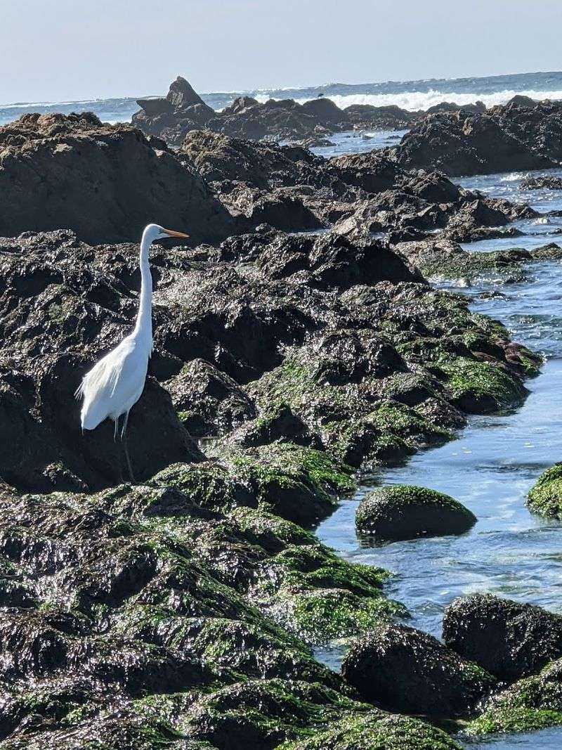 Wildlife Sightings That Will Genuinely Surprise You