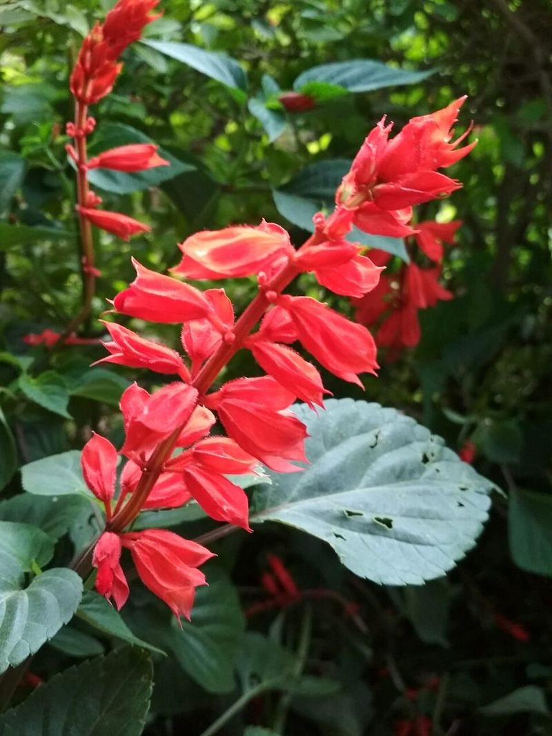 Salvia (Annual varieties) – Great for hummingbirds and heat-tolerant