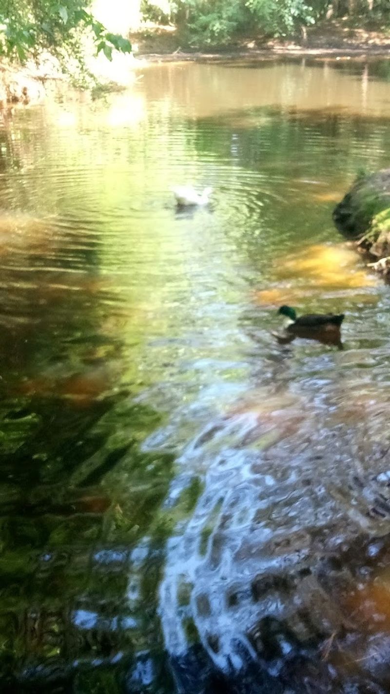 Cut and Shoot, Texas