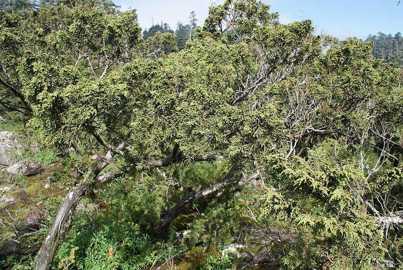 Cedar (Thuja spp. / Juniperus spp.)