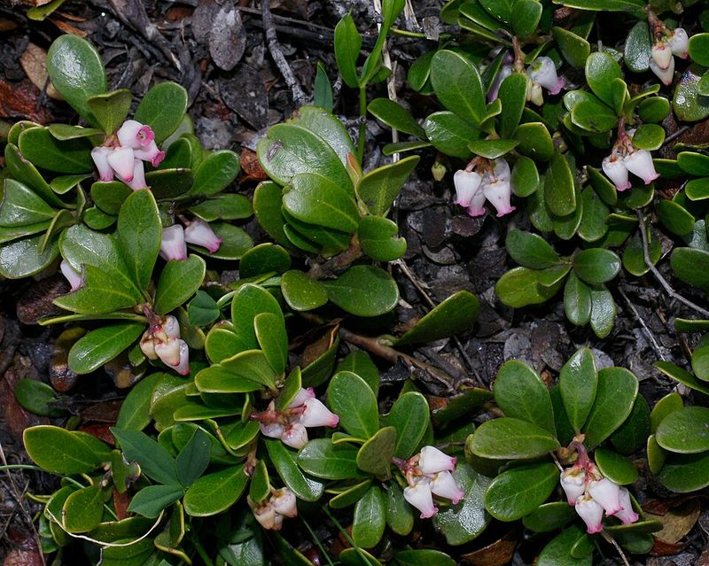 Bearberry (Arctostaphylos uva-ursi)