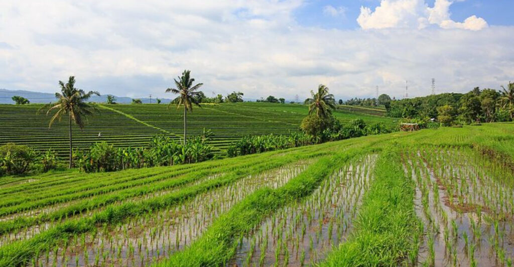 Top 15 Countries With the Most Agricultural Land in the World