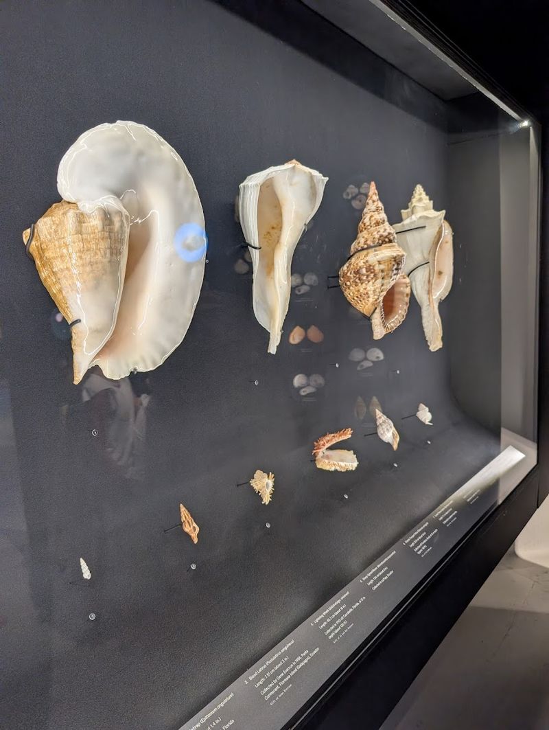 Guided Shelling Walks with Marine Biologists: The Experience Worth Planning Around