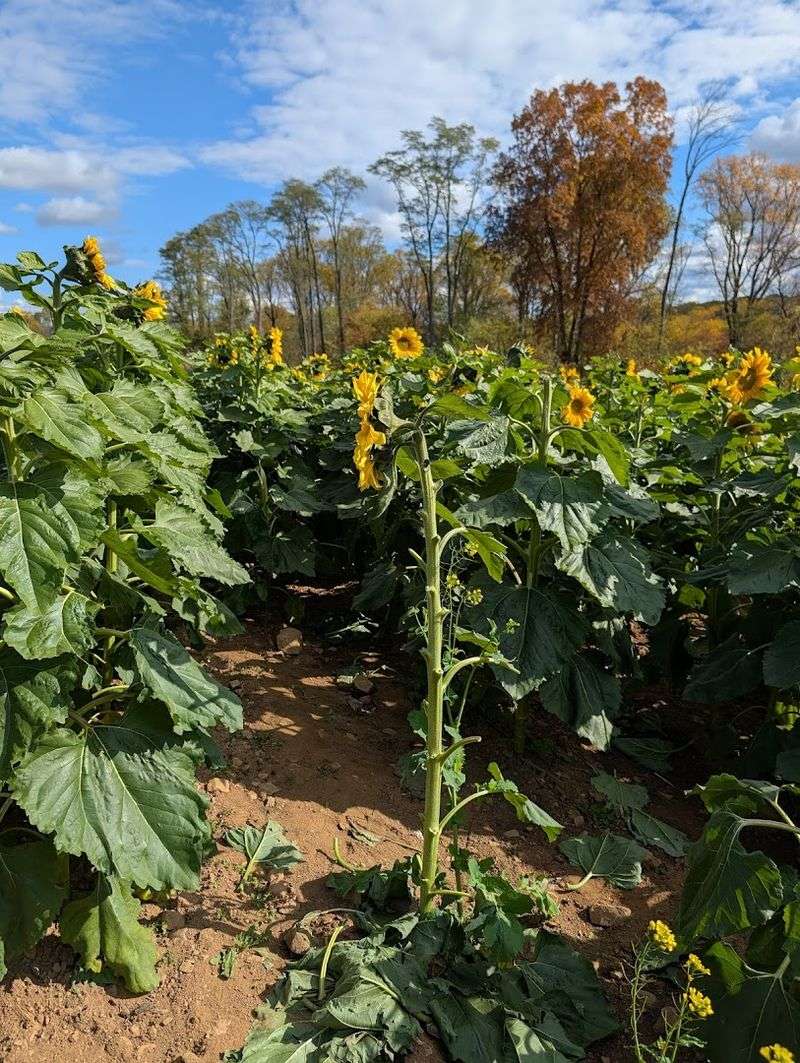 Sunflower Fields and Flower Picking