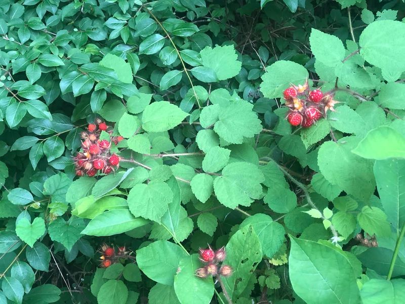 Wildlife and Nature Along the Path