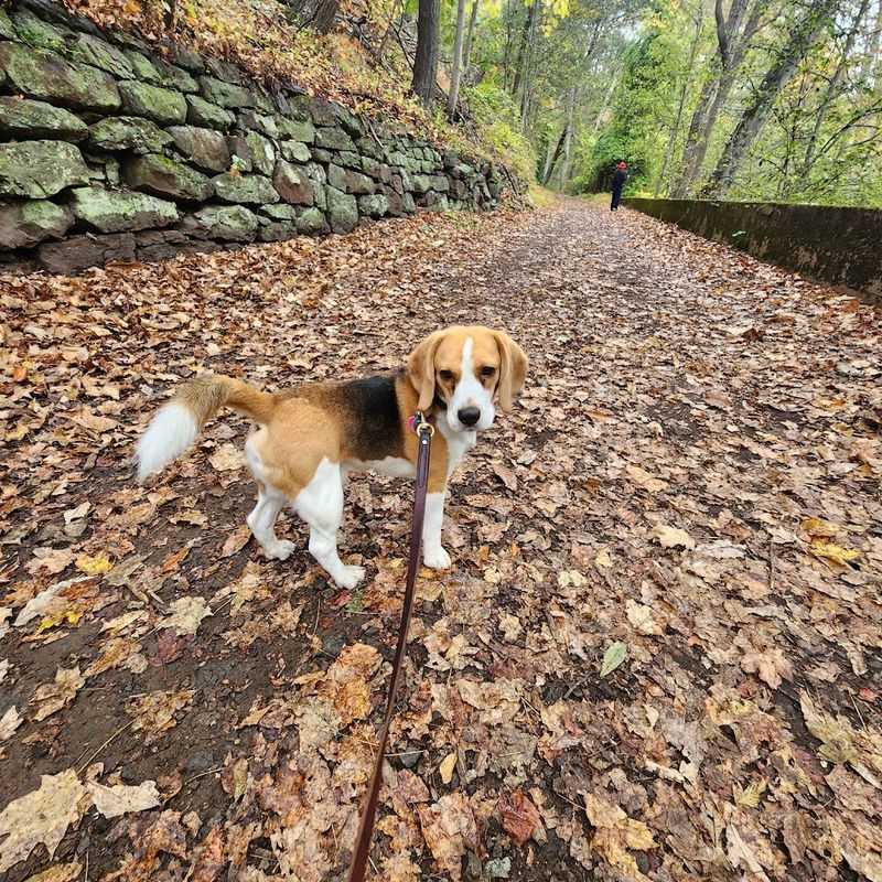 A Park That Welcomes Dogs With Open Arms